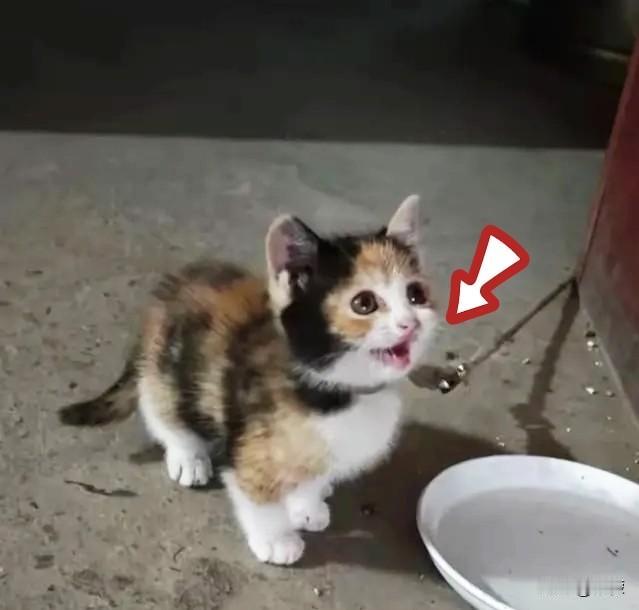 昨天和朋友在花鸟市场看到一只小三花猫在出售，但是没有买，几天后第二次去，看到小三