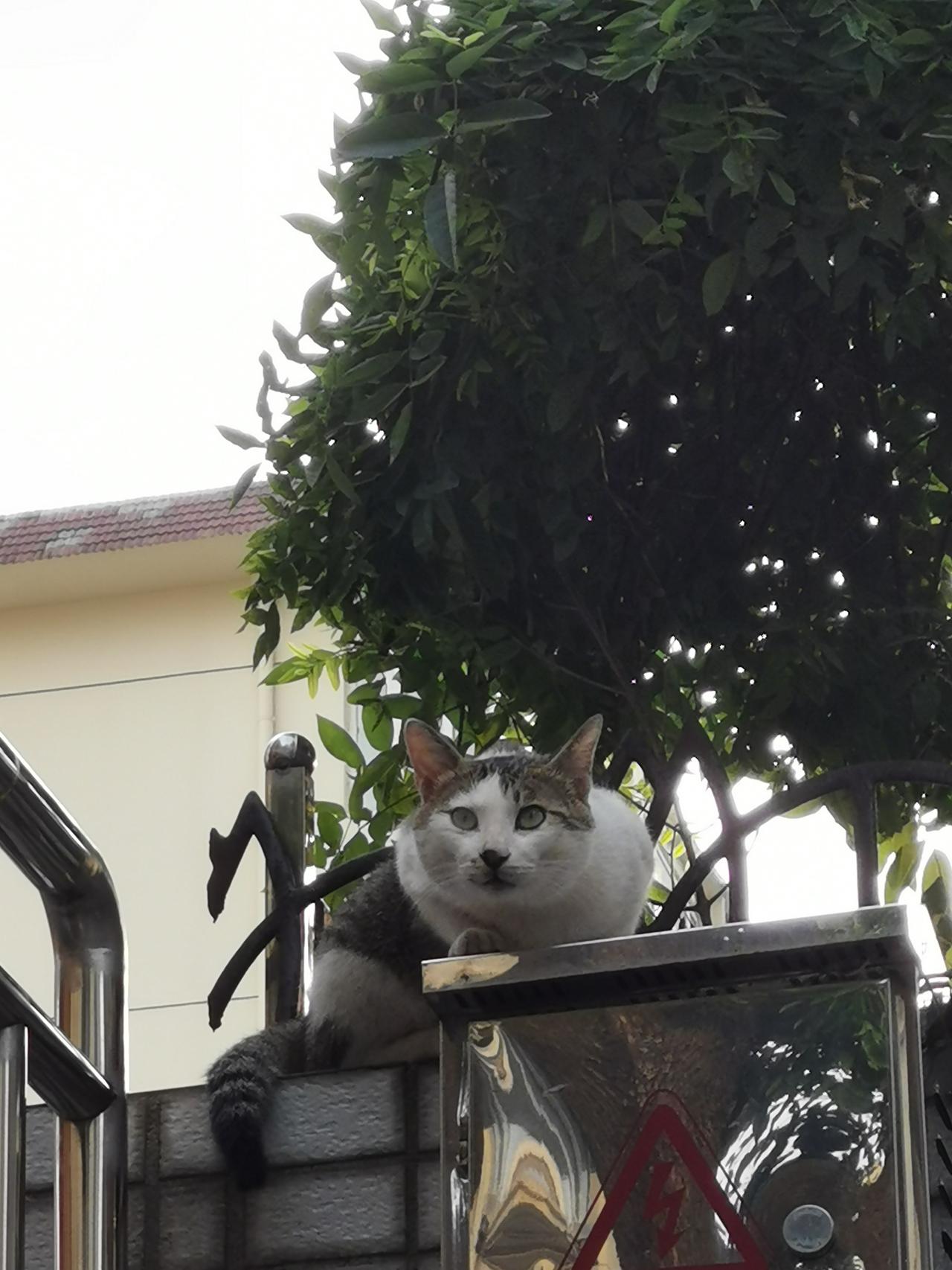 猫，警觉与灵动！