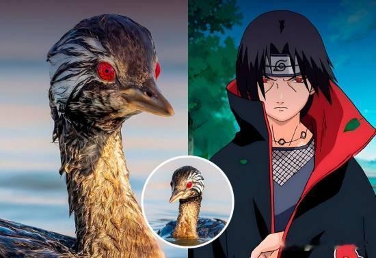 【魔性世界】智利近日拍摄到的一只幼鸟，因其酷似漫画《火影忍者》中“写轮眼”的瞳孔