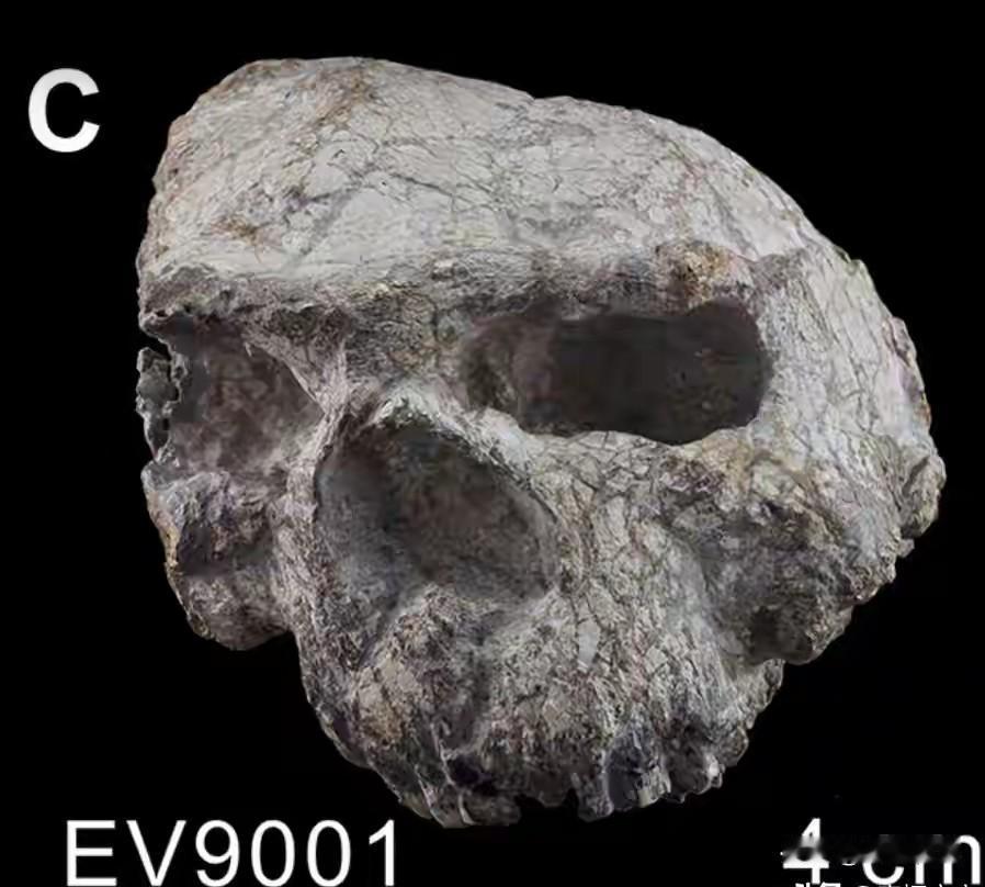 177万年！中国考古再破世界纪录：湖北郧县发现东亚最早直立人。这不是普通的