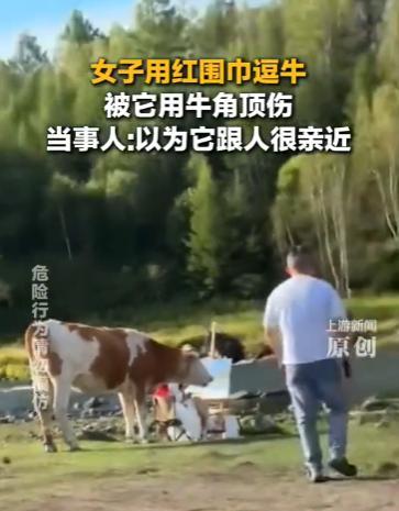 “这下后悔了吧！”10月11日，内蒙古，一女子写生时被牛打扰，她扯下脖子上的红围