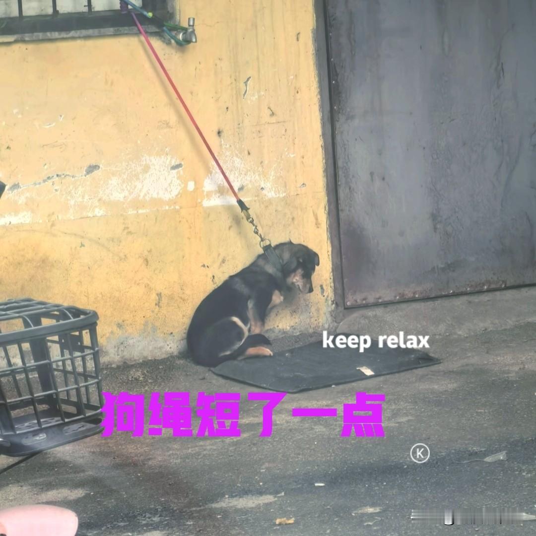 村里有位大爷，不知道从哪里弄来一只小狗，别人问过他多次，他有时说在路边捡的，有时