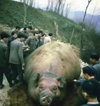 1972年，第三生产队里死了一头猪，队长让饲养员煮了一大锅，下午收工时，各家各户