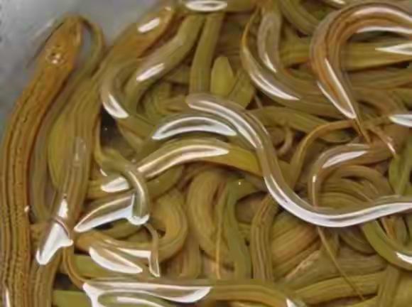 鳝鱼（动物们223）黄鱔是一种常见的食用鱼，它的身体呈长条形， 颜色以黄褐色