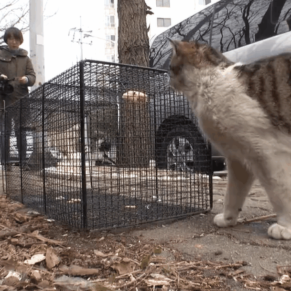 两只流浪猫的爱情故事让我落泪了！[哭哭]一只猫咪拖着受伤的双腿前行，它艰难地爬回