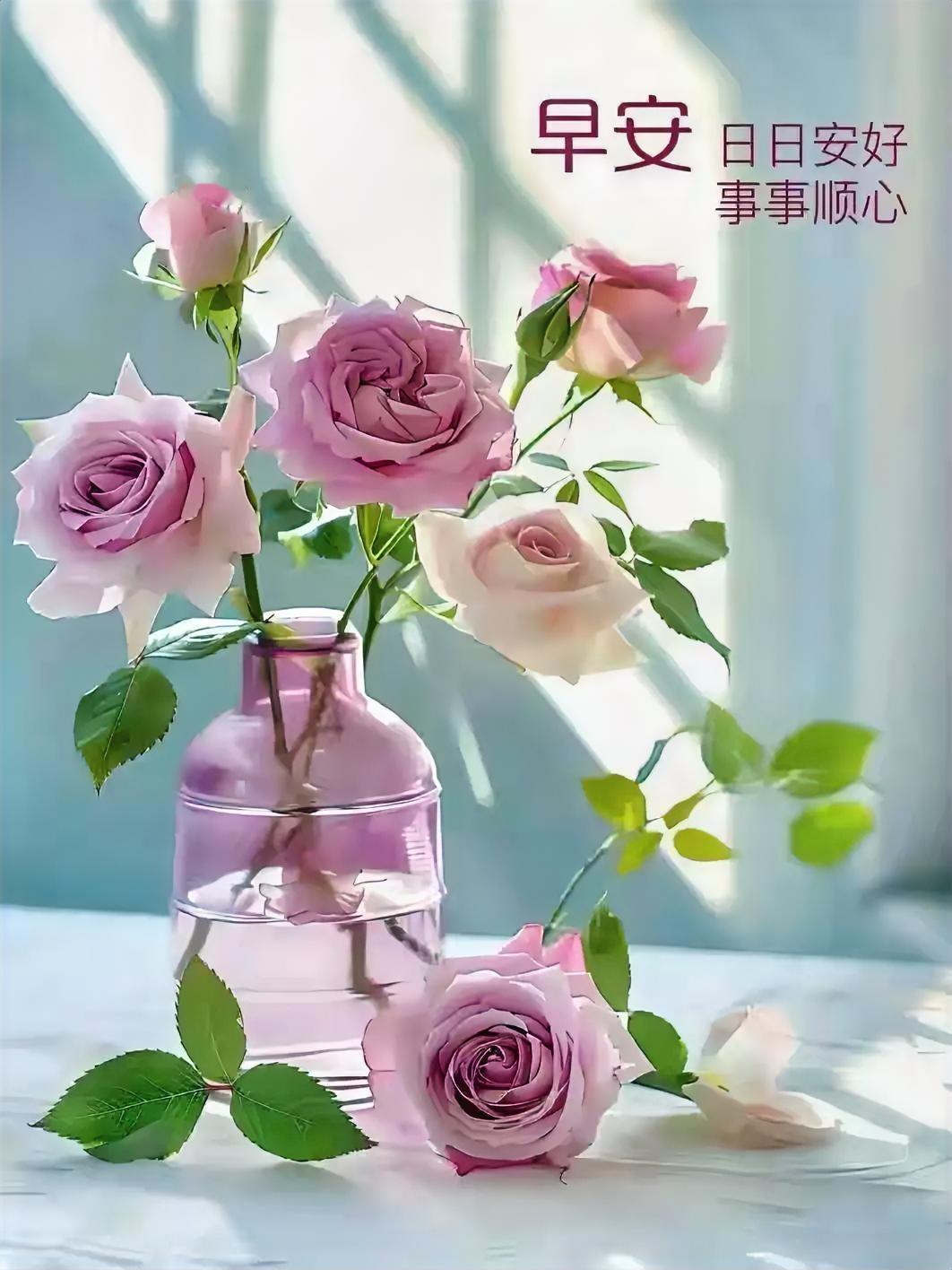 早安，亲爱的朋友，愿你的每一天都如这粉玫瑰般温柔绽放，日日安好，事事顺心。🌹?