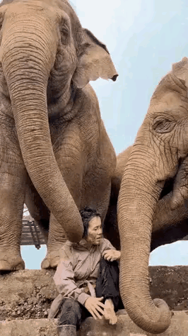 这位大姐在大象的簇拥中谈笑风生，这是何等的胆魄何等的自信啊。她还时不时地摸摸大