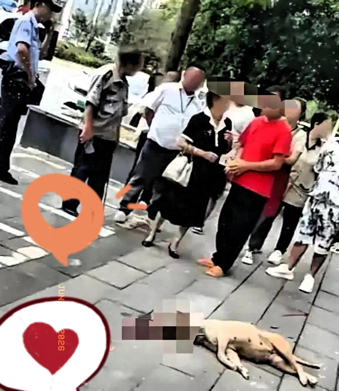 狗咬人，大妈不关心伤者死活，反而心疼狗挨了打，这逻辑真是刷新了认知下限。大哥