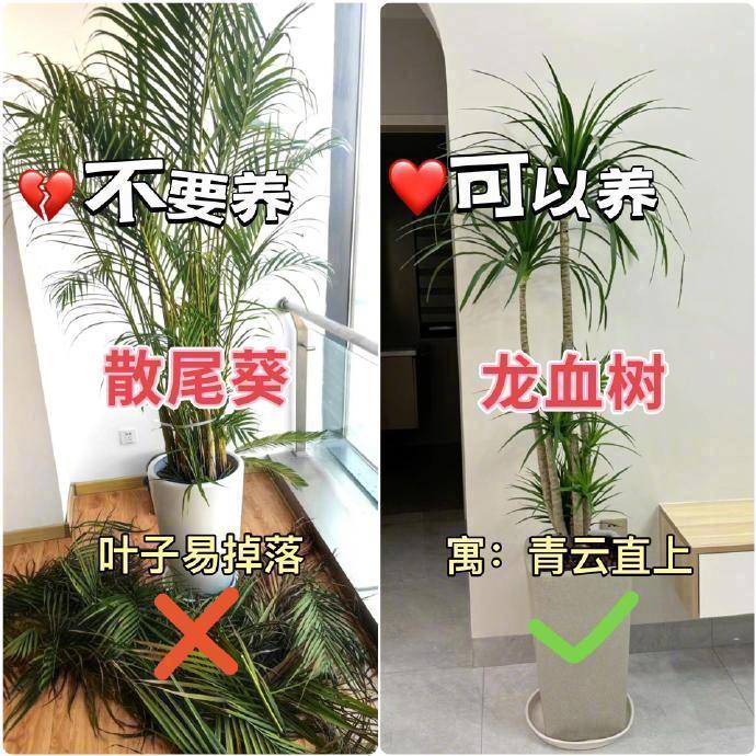 客厅绿植九养九不养！​​​