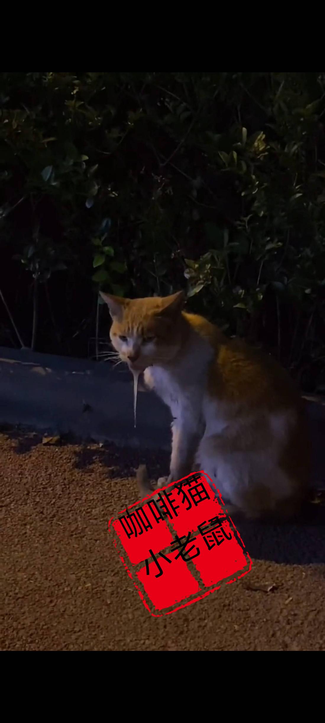 我的天啊，究竟发生了什么事情！有谁知道这只流浪猫究竟得了什么病情，她一直表情痛苦