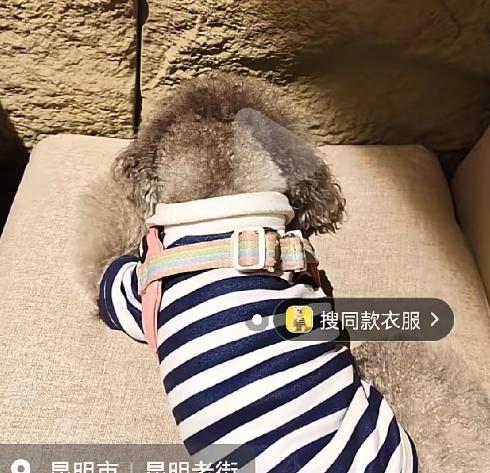 养狗的越来越丧心病狂了！刚刚又刷到一条视频，5月3日，一个男的堂而皇之带着一