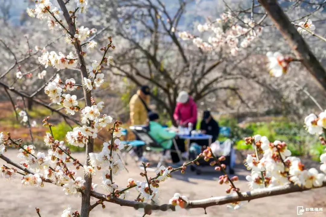 【邂逅“梅”好！福州梅花迎来最佳观赏期】福州永泰青梅花盛名远播，宛如冬日里