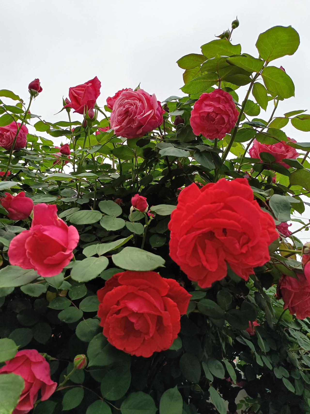 有没有漂亮的花朵图片月季花、木香花、蔷薇花，花朵漂亮，气味好闻，又美又香，堪称完