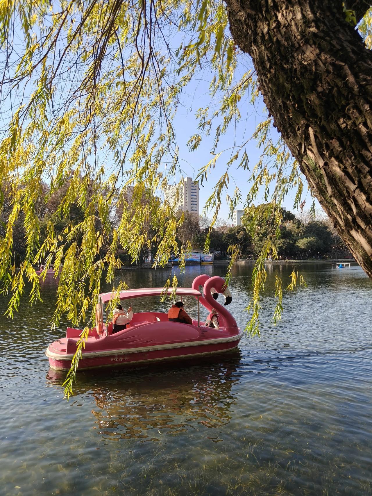 分享我喜欢的柳树～🌲🌲🌲🌲还有清澈的湖水～💧💧💧💧美景风
