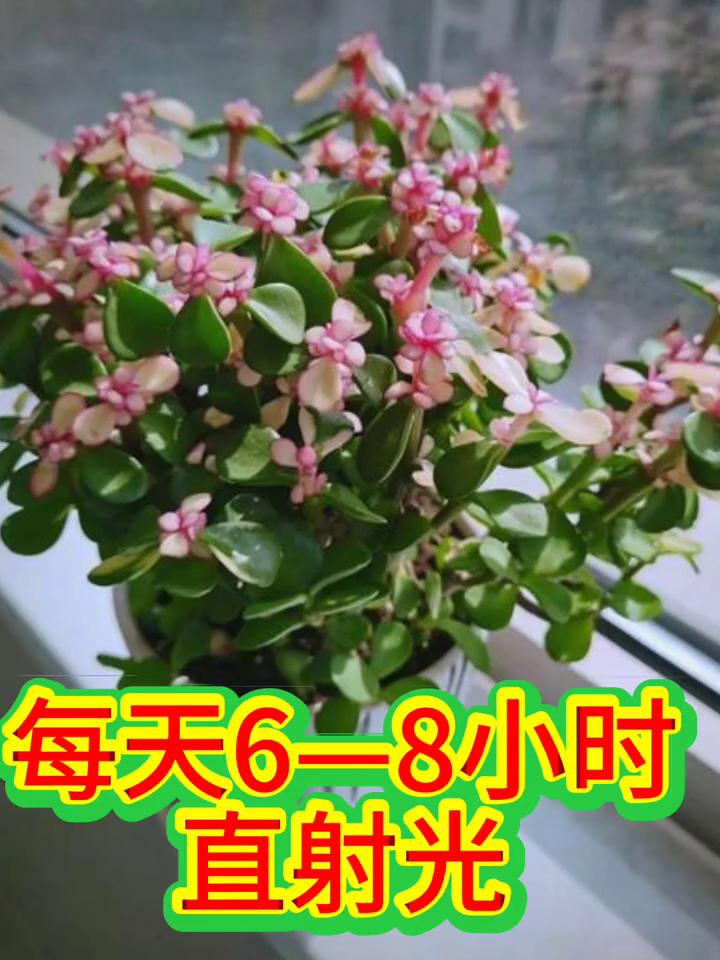 养金枝玉叶促开花，掌握四"关键"。·1、每天6-8小时直射光，光足才能积累开花