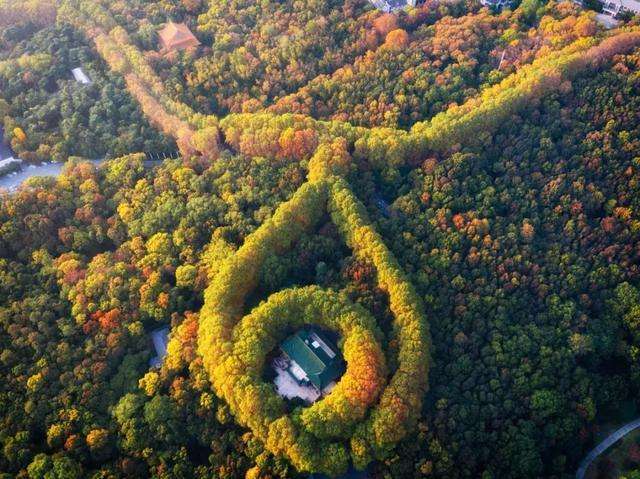 每到秋季，梧桐和银杏便惊艳了南京，六朝古都又变回古色古香的金陵城；中山陵内的梧桐