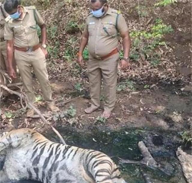 1905年，在印度有人用猎枪击毙了一头吃了很多人的老虎，然而，当人们在检查这具背