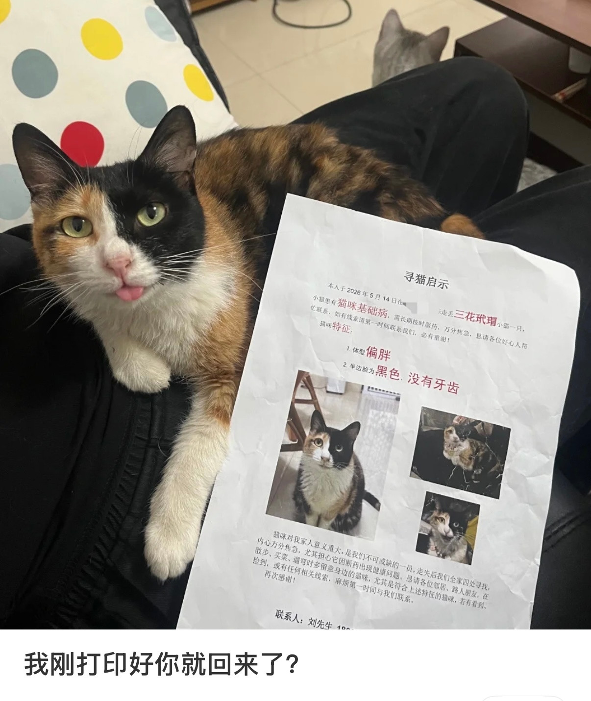 刚打印好猫咪就回来了
