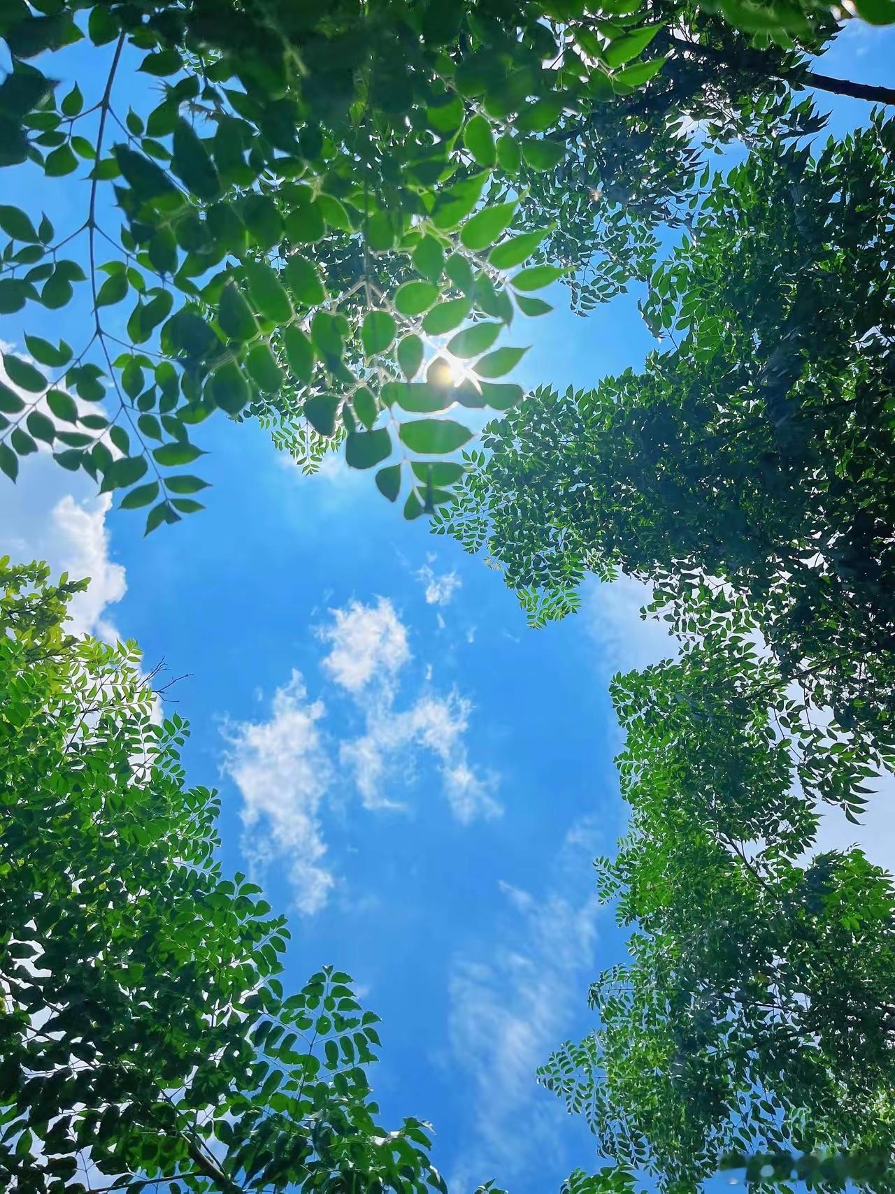 🌾出伏|伏日炎炎，一夏未了今日出伏，长达四十天的三伏天终于画上句点。清晨推