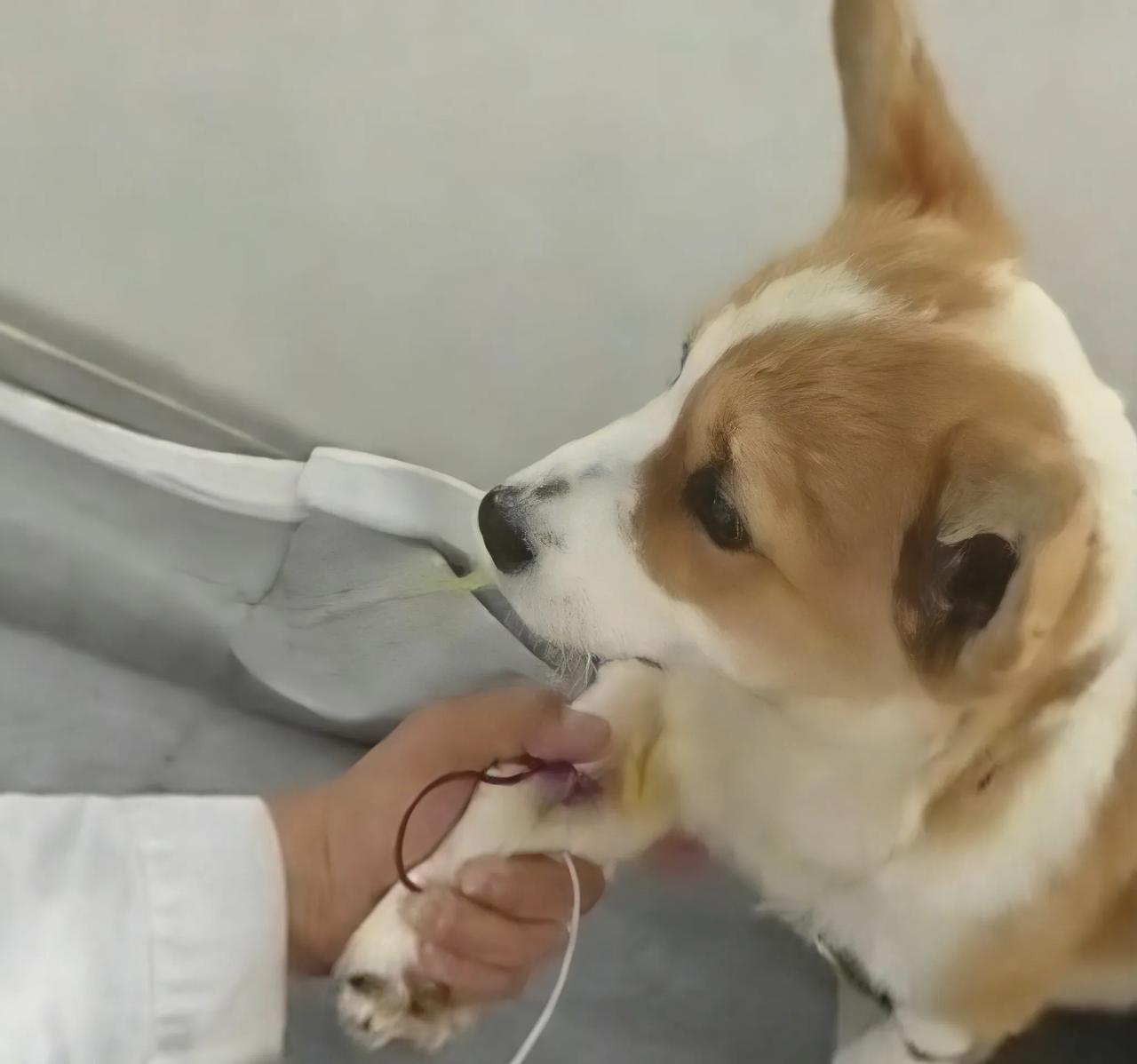 带小狗去治病，听到治疗费1000多，主人为啥丢弃狗不治了呢？宠物医院的玻璃门