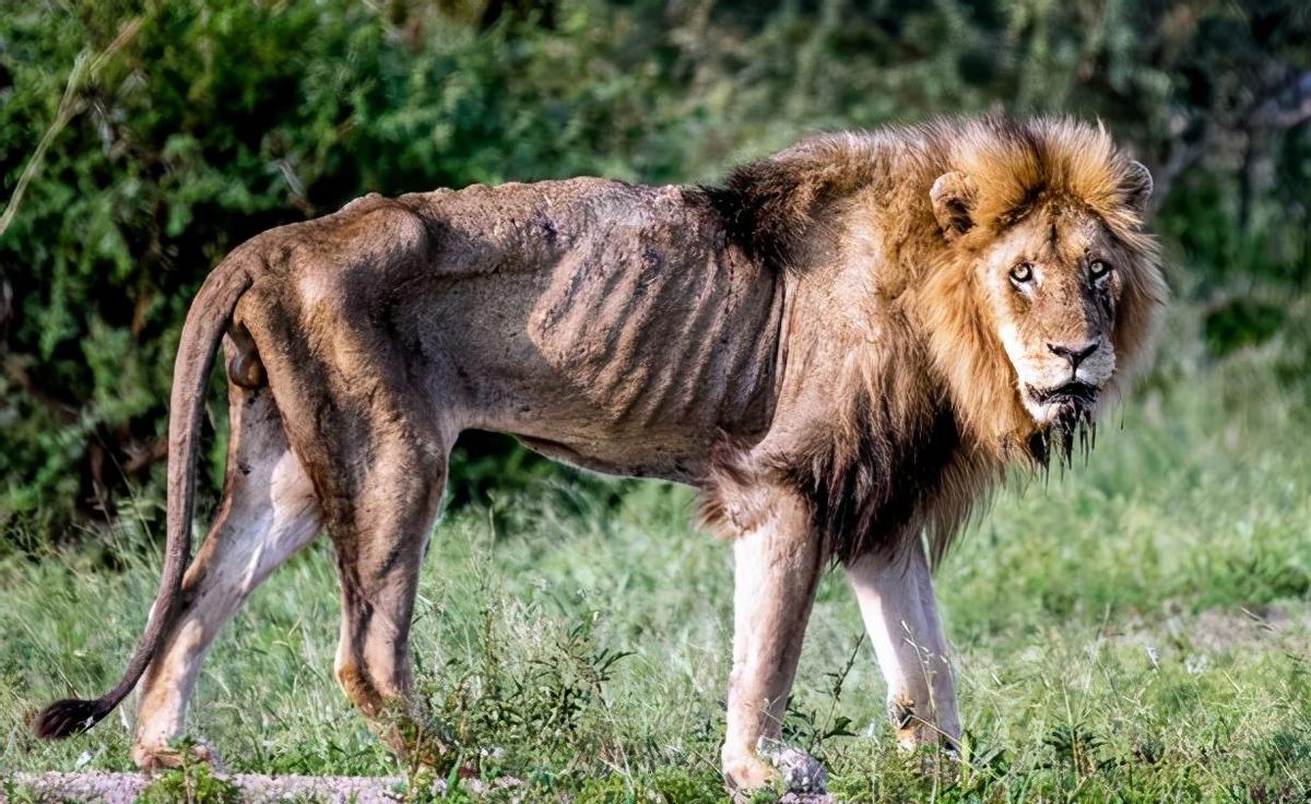 2016年，在东非马赛马拉国家保护区，摄影师拍摄到了一只瘸腿的雄狮，本以为它会很