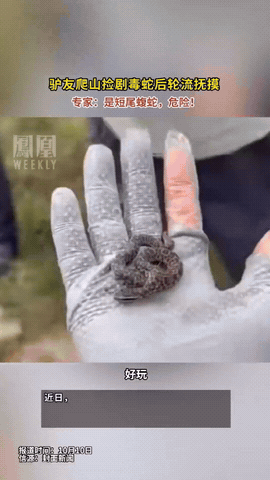 心不是一般的大！男子爬山发现一条小蛇，他不仅不躲，反而把蛇抓到了手里，还喊周围的