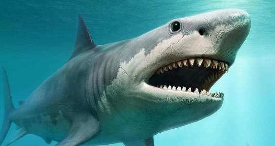 1991年，中国货轮被水雷炸出大洞，生死时刻一头鲨鱼现身救了全船。当时是199