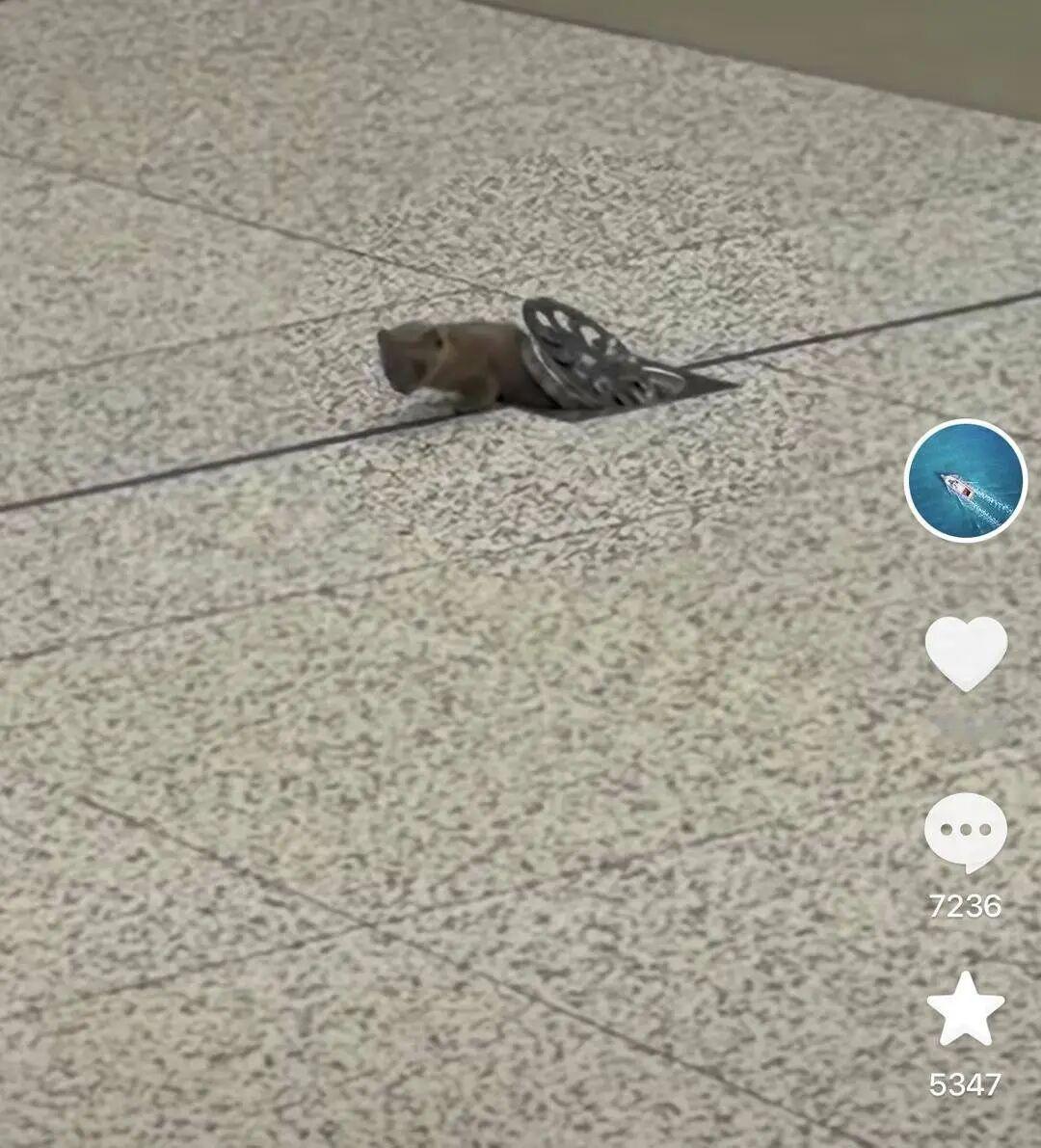 南京地铁回应“黄鼠狼顶开地漏盖板进入候车厅”：通过地下管网进入，已对地漏进行初步