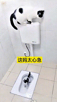 小猫乖乖蹲便坑里上厕所，猫妈急吼吼跟过来，直接蹲在冲水按键顶上等着。小家伙还没