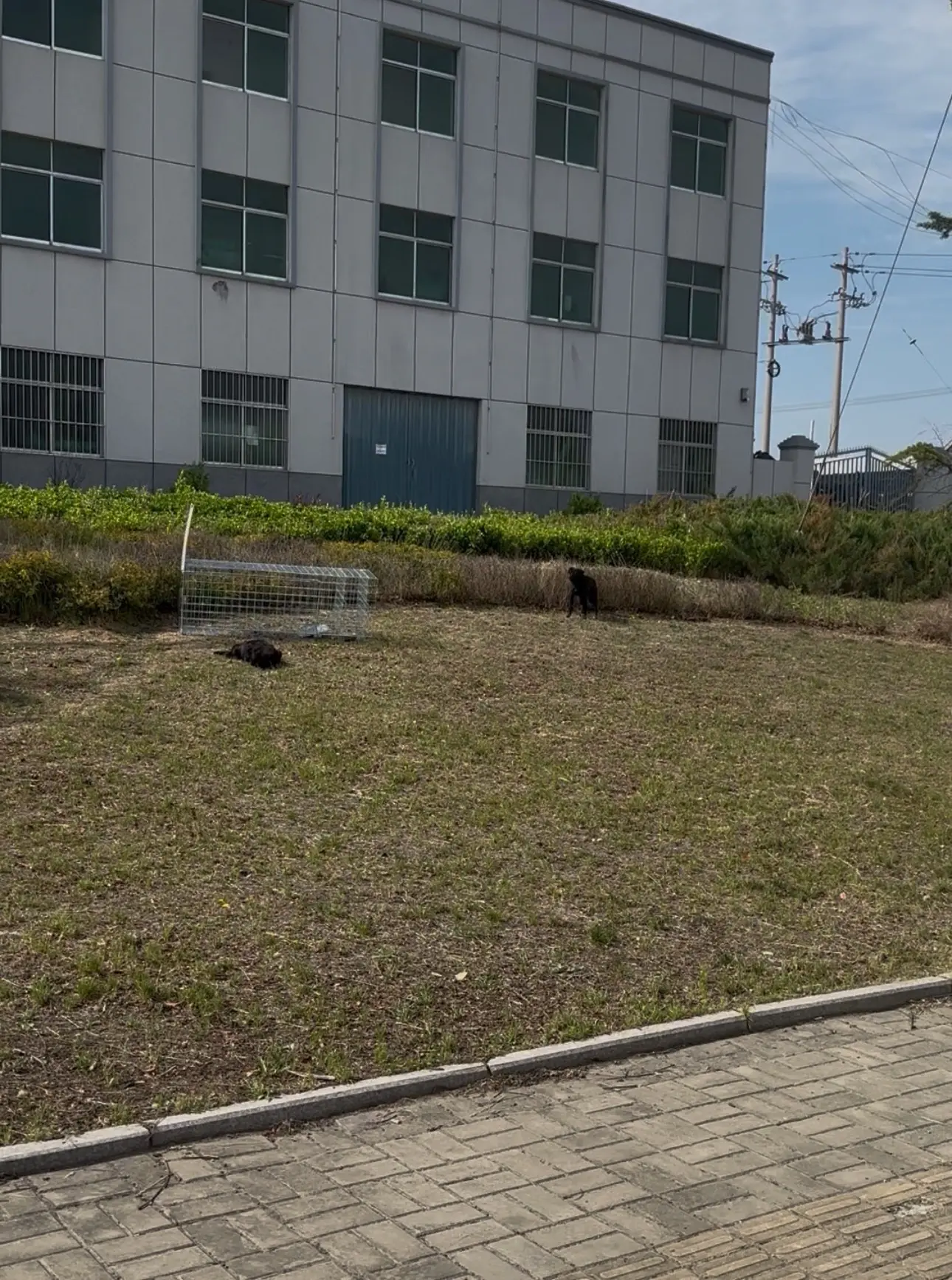 团购已经开启，下单发送核销码即可帮助。流浪狗宝宝已经埋了