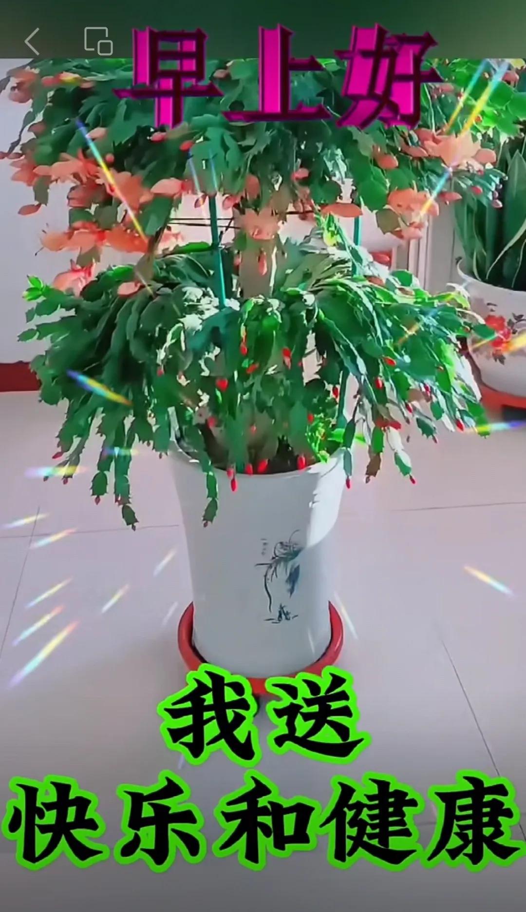 健康就是強者，快樂就是贏家，平安就是福氣，幸福就是完美，健康快樂平安、