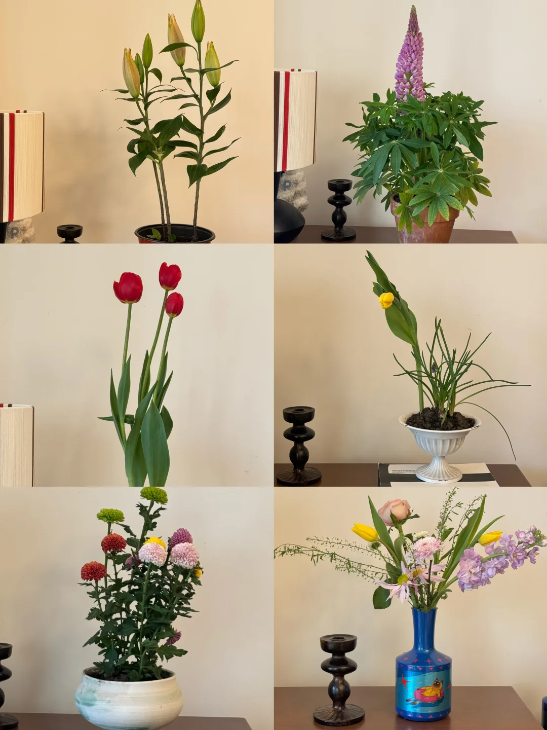 春天来了｜120块钱的快乐✌️