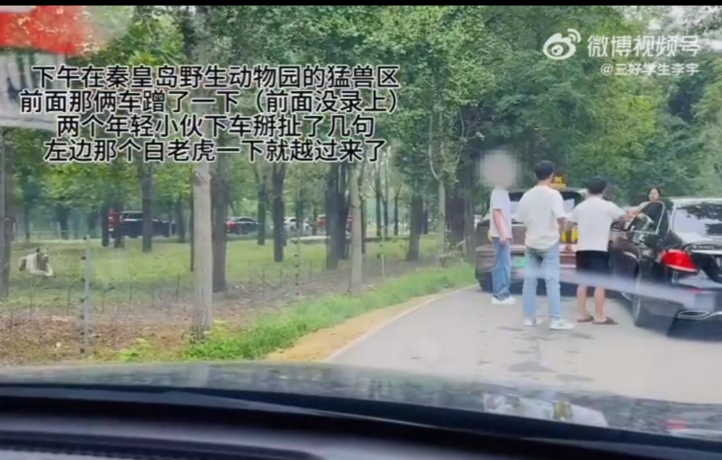 这些人真拿老虎当病猫吗？两车在秦皇岛野生动物撞车，司机擅自下车理论，旁边两只老虎