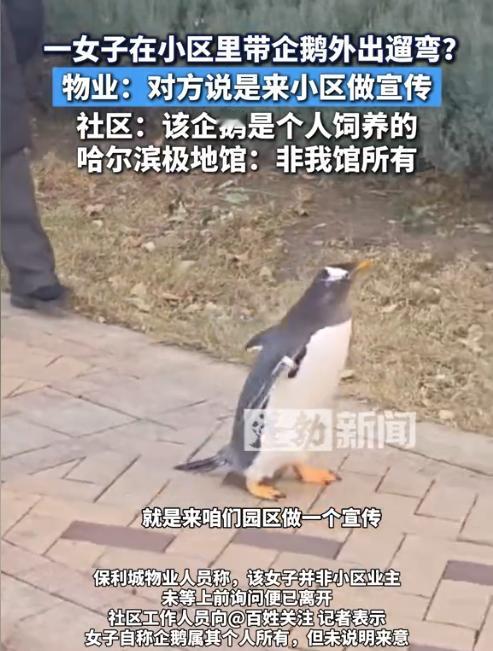 黑龙江哈尔滨，一女子在小区内遛企鹅，还口口声声说企鹅是她的个人财产，结果被其他业