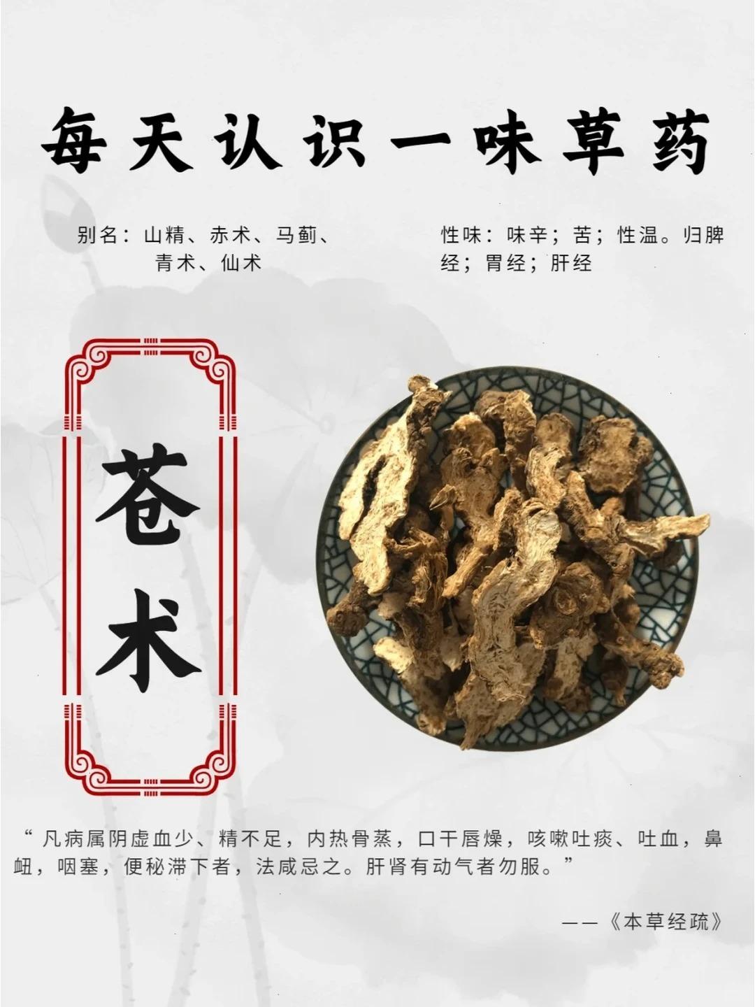 每天认识一味药【苍术】✨来源：为菊科植物南苍术或北苍术等的根茎。春、秋均可采