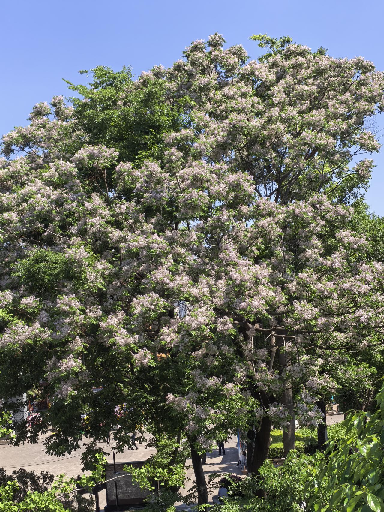 有谁知道这个是什么树开的花不？这种树做行道景观树也挺好的啊！