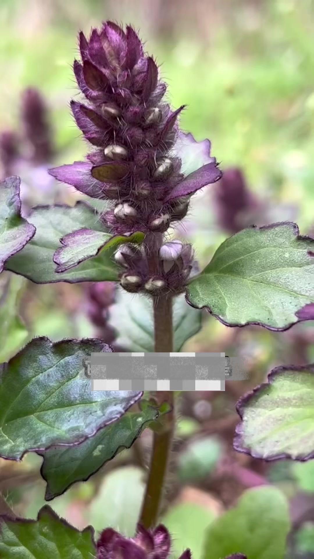 体内痰湿重？试试温胆汤！1️⃣温胆汤古方妙用：虽然名字带"胆"，实则调理脾胃系统