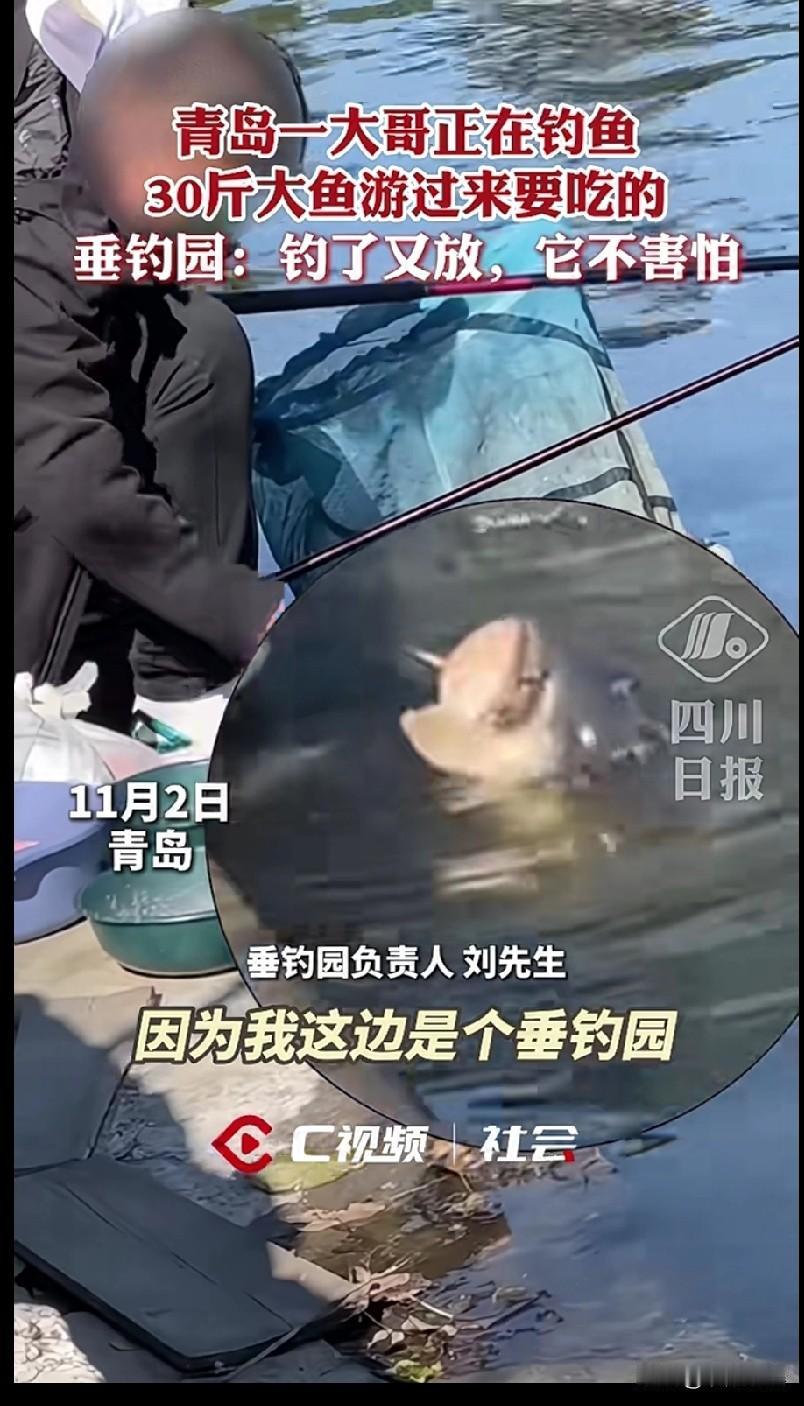 太搞笑了，把鱼钓成狗了！在青岛的一垂钓园有一条30斤的大鱼，看到有人来钓鱼，它竟