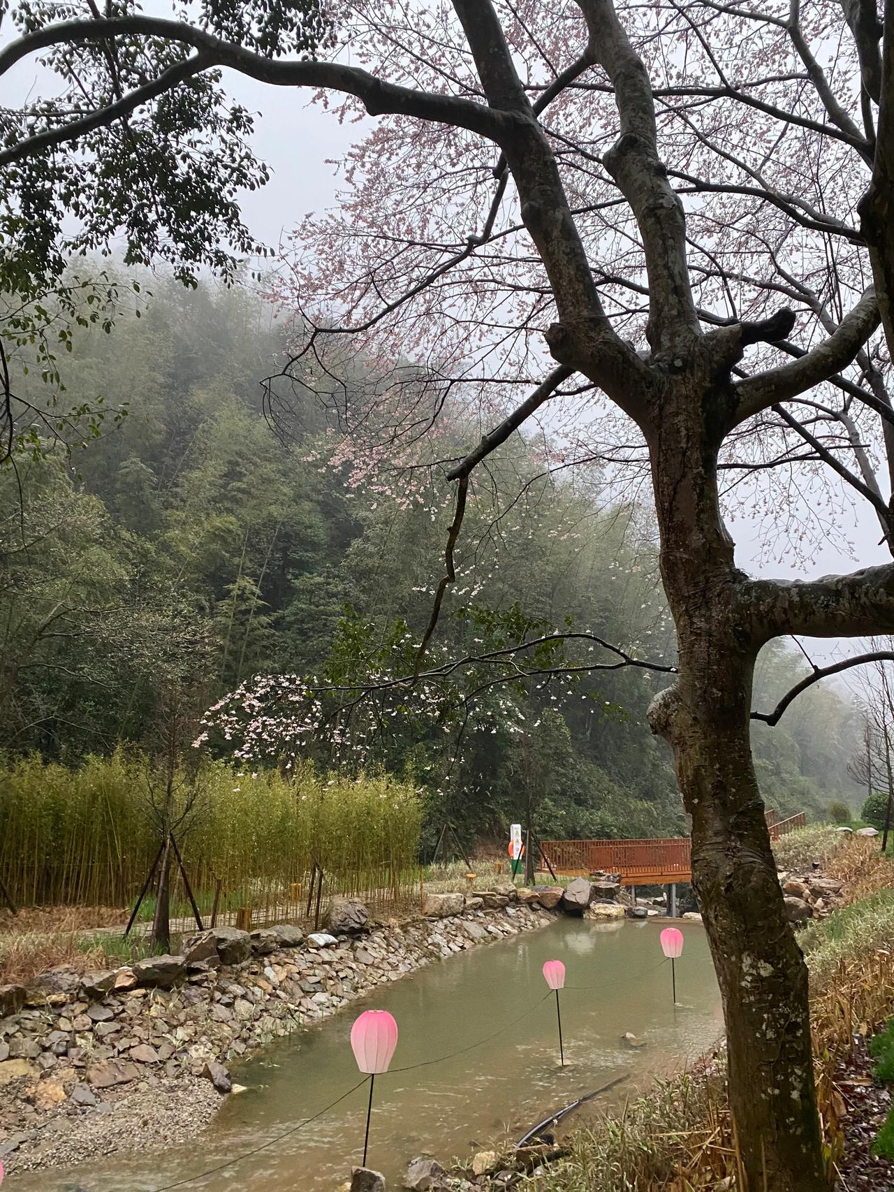 白水仙的清晨，雨中漫步，空气格外清新。