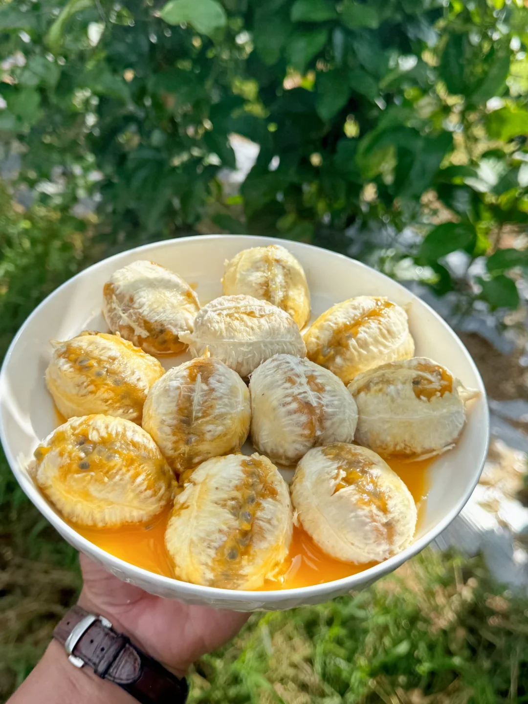 还是去年那片果园，还是香香甜甜的味道。