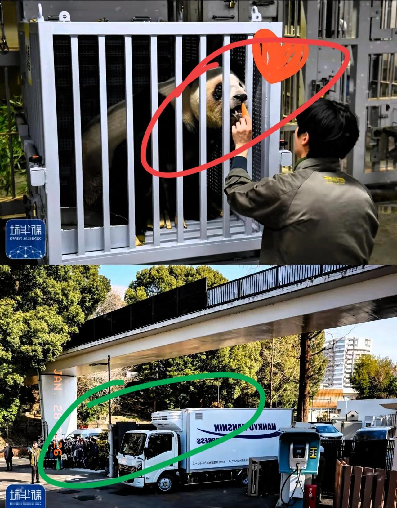 这俩小家伙算是把“双标”玩明白了！1月28号，晓晓和蕾蕾平安落地成都，那场面