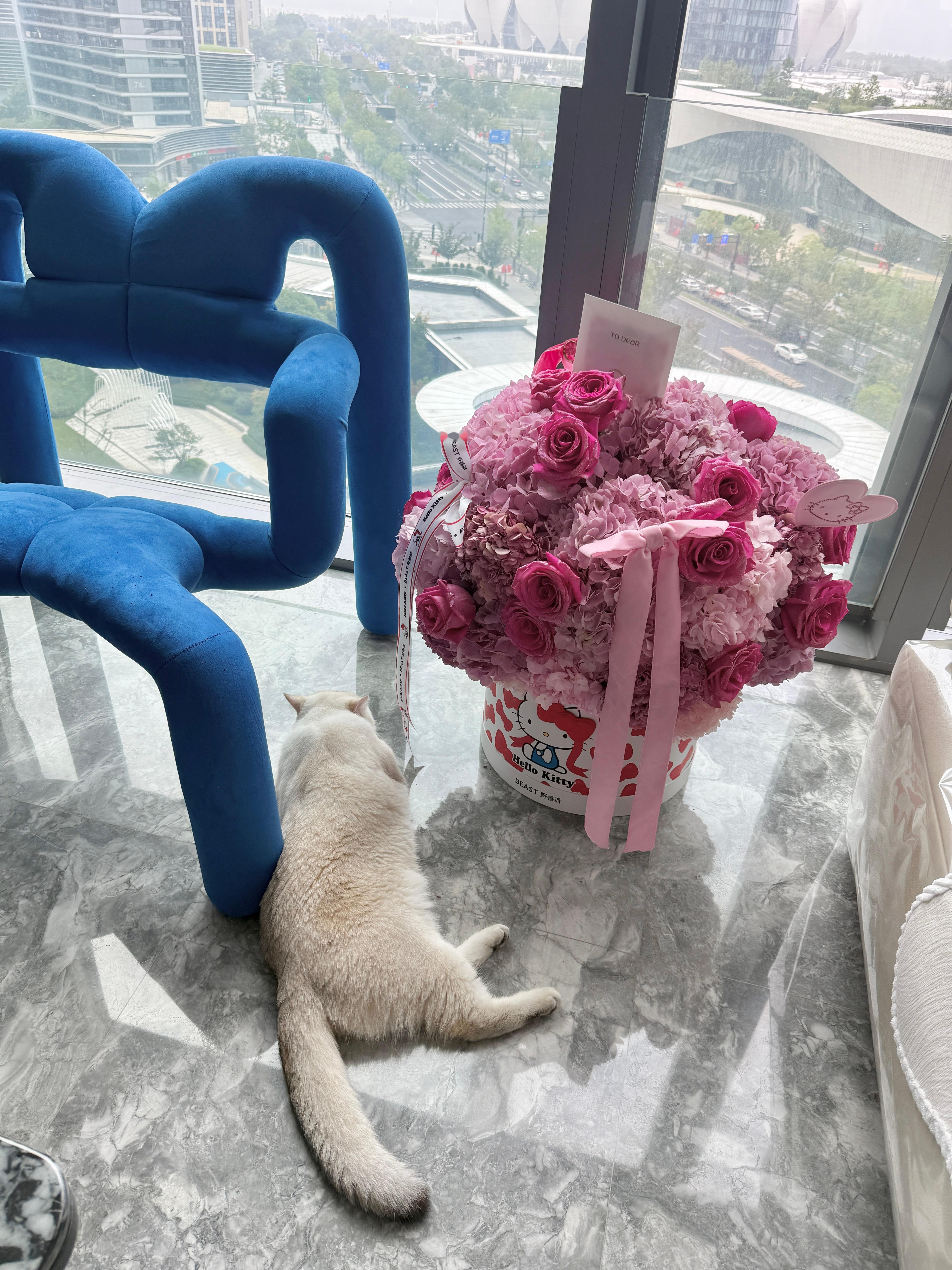 下辈子我也要当一只小猫咪​​​