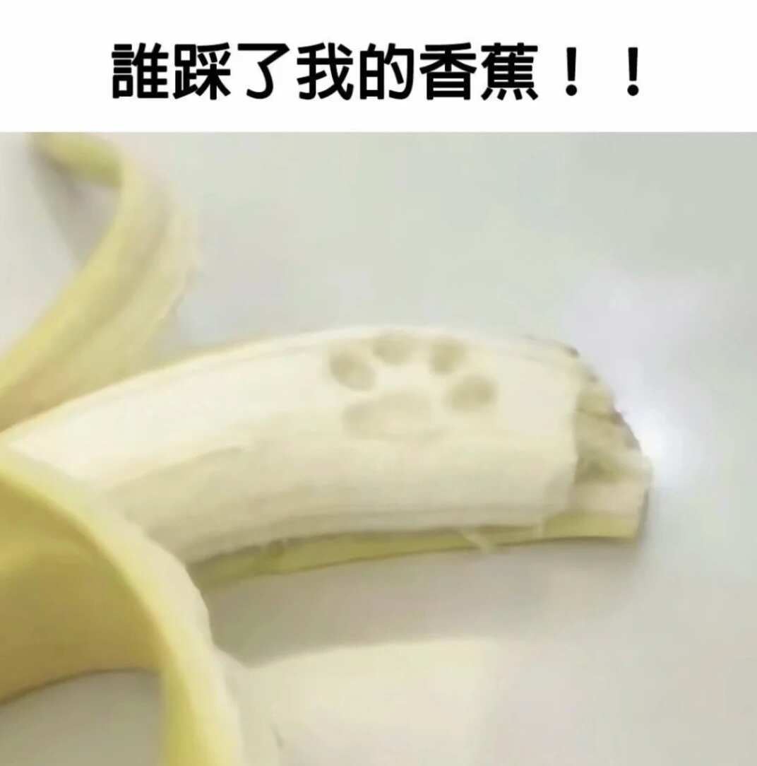 猫猫梗图~开来放松一下吧