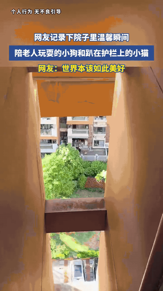 世界本该如此美好独居的奶奶在小院里，和相伴的金毛玩着抛球游戏。她抬手抛出