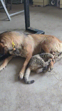 谁家猫狗相处模式这么搞笑！妥妥的双向互啃太可爱了！网友家的猫狗日常太欢乐，