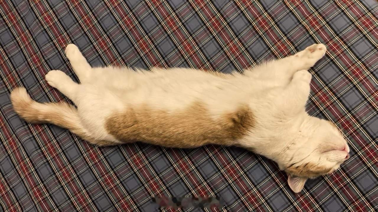 俄财政部新规够狠够准：拉家带口的移民必须有能力养活家人俄财政部敲定新规修正案规定