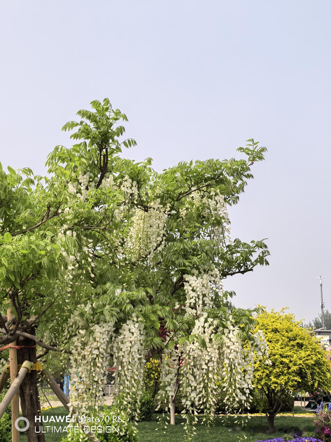 上市农商行的股息率怎么样？1.张家港行，股息率6.38%，目前每股4.7元，