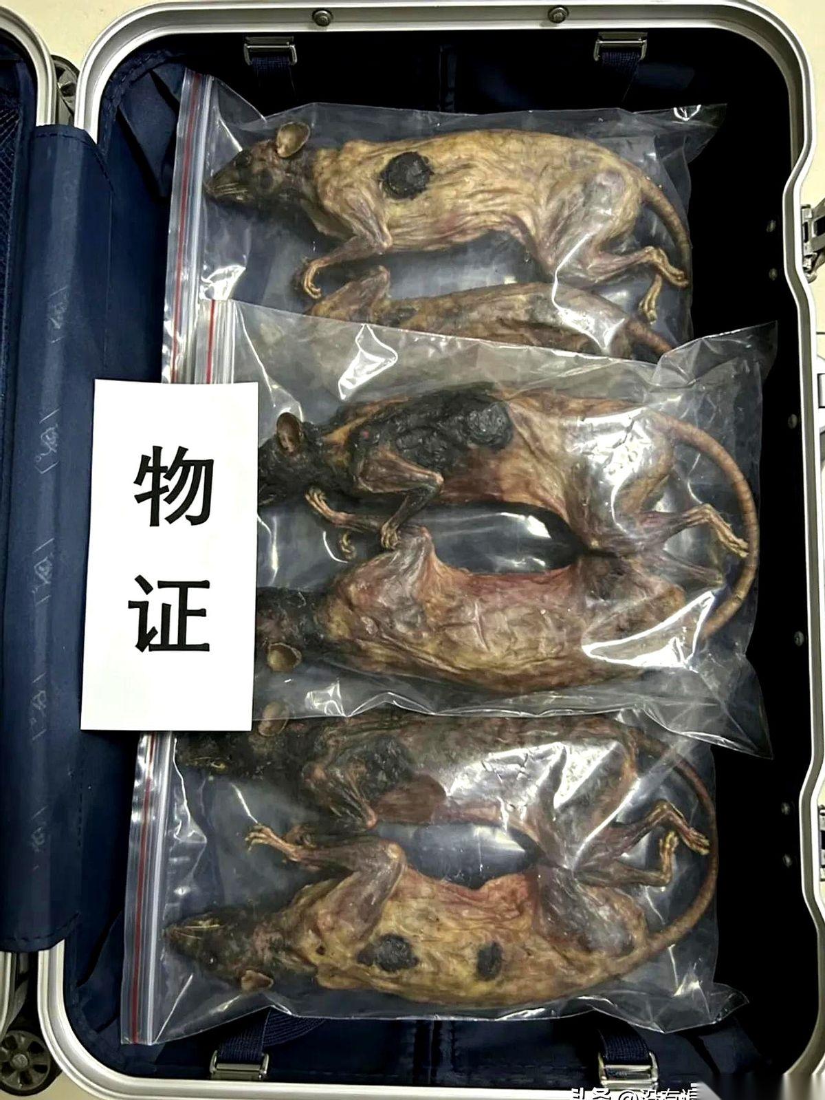 合肥海关，一个行李箱过安检，屏幕上清清楚楚地跳出六个黑乎乎、骨骼分明的轮廓。箱