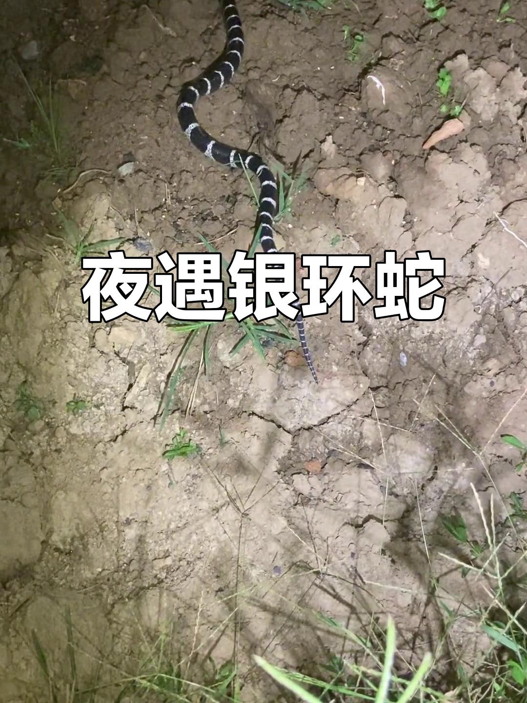 昨天晚上8点开车回老家，突然内急，下车到一片竹林深处解决，正当我解决到一半，一阵