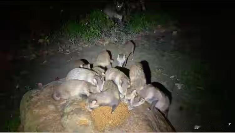 上海貉分布再扩大！普陀首现，居民从怕到接纳的秘密是…上海第四次“貉口普查”